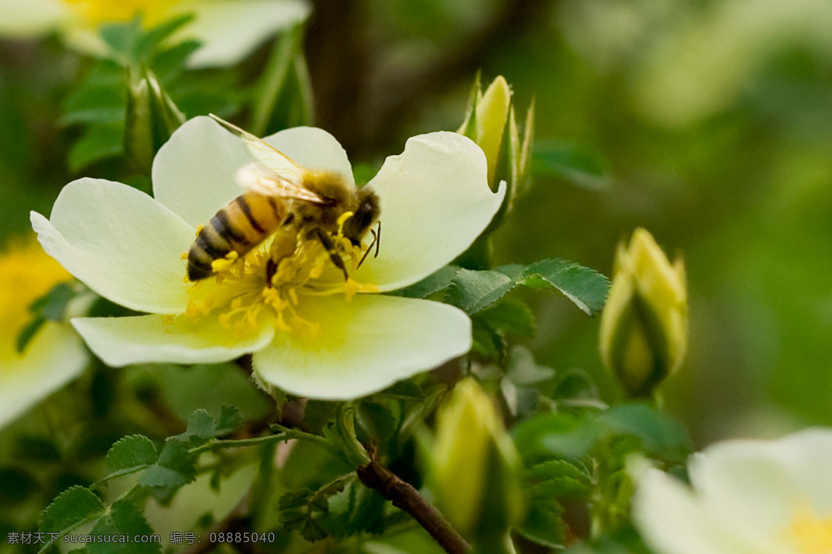 蜜蜂 洋槐 北京 花草 花朵 黄花 生物世界 植物园 蜜蜂与洋槐 昆虫