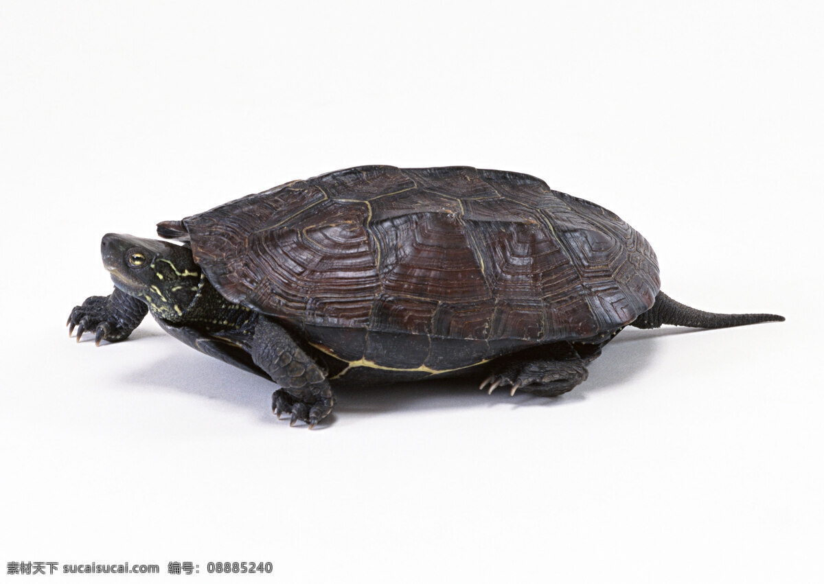 龟 乌龟 动物 龟照片 金钱龟 鳄龟 生物世界 野生动物