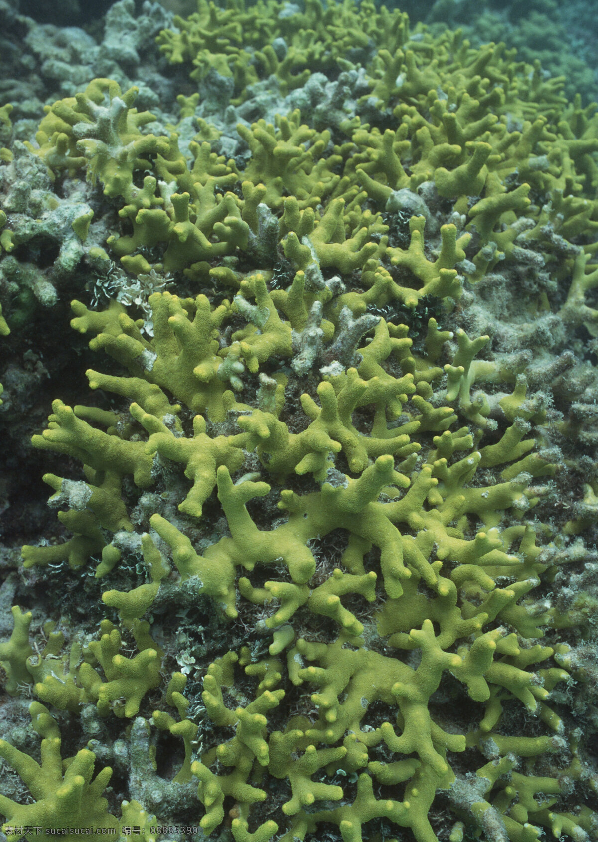 珊瑚礁 海洋世界 海底 海底生物 海洋 海洋生物 生物世界