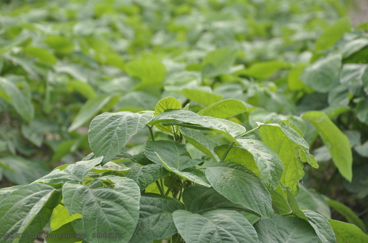 我们 毛豆 大豆 豆角 豆类 黄豆 生物世界 蔬菜 有机蔬菜 我们的毛豆 豆科 风景 生活 旅游餐饮