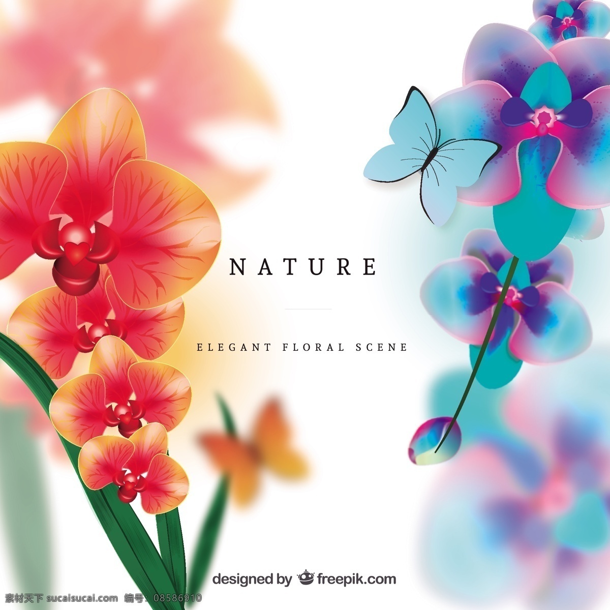 丰富多彩 兰花 花卉 自然 开花 现场 现实 白色