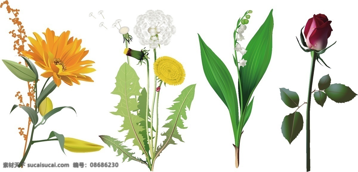 种花 卉 矢量 百合花 花朵 兰花 玫瑰花 明 蒲公英 矢量花卉 矢量素材 叶子 植物 矢量图 其他矢量图