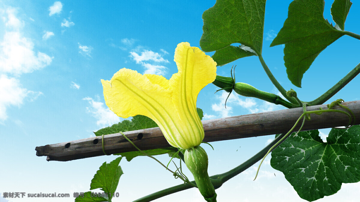 南瓜 花 白云 黄花 蓝天 绿叶 生物世界 蔬菜 南瓜花 我种的菜 风景 生活 旅游餐饮