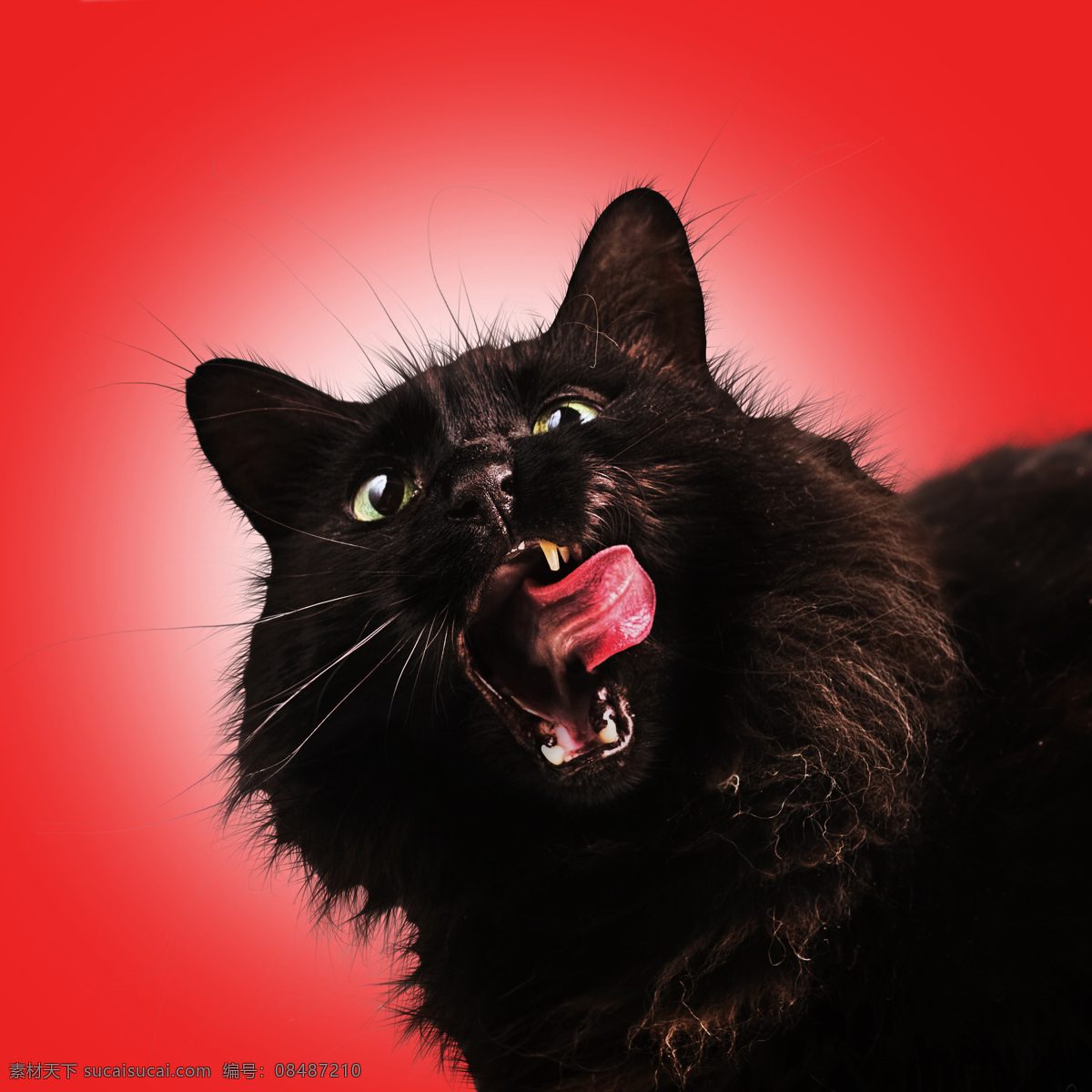 黑猫 宠物猫 张嘴 吐舌头 做鬼脸 红色背景 猫特写 宠物 家禽家畜 生物世界