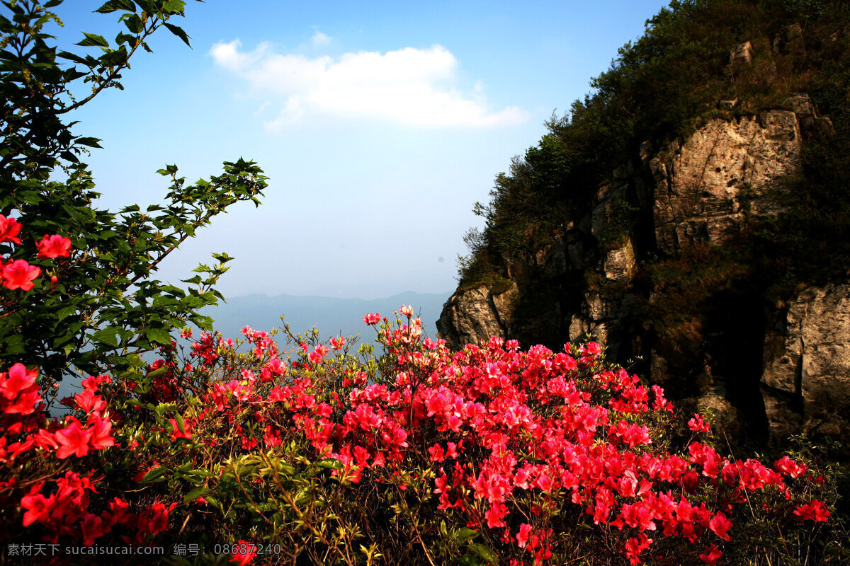 映山红 风景 旅游 植物 花卉 花木 花朵 杜鹃花 鲜红 花枝 绿叶 花香 花语 竞放 盛开 观赏 芬芳 山景 风景花卉图片 花草 生物世界