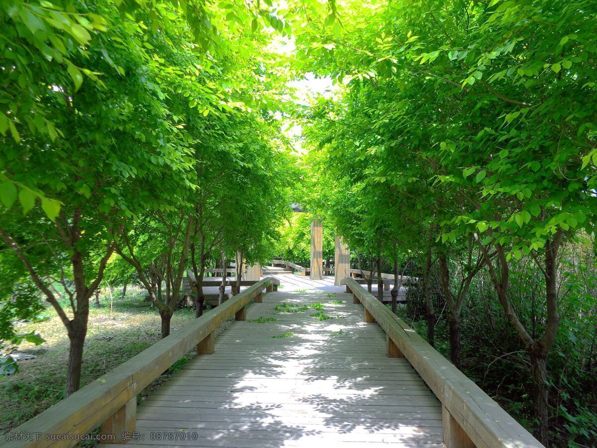 哈尔滨 体育 公园 风景 阳光 绿树 绿树丛 木桥 木凳 长廊 园林建筑 旅游摄影 国内旅游
