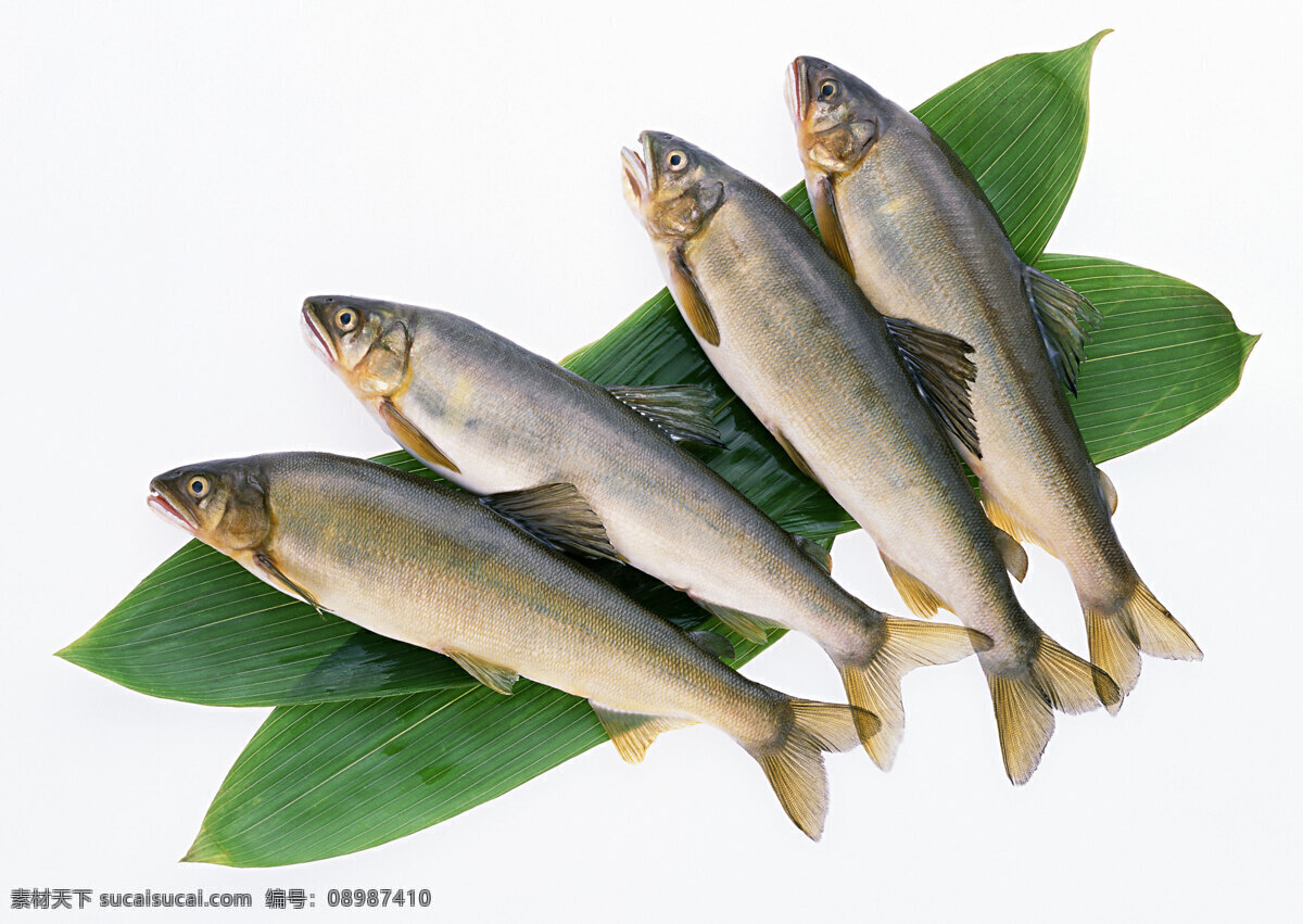 鲜鱼 水产品 海产品 海鱼 食物 食材 鱼虾 贝类 水 生物 生物世界 鱼类