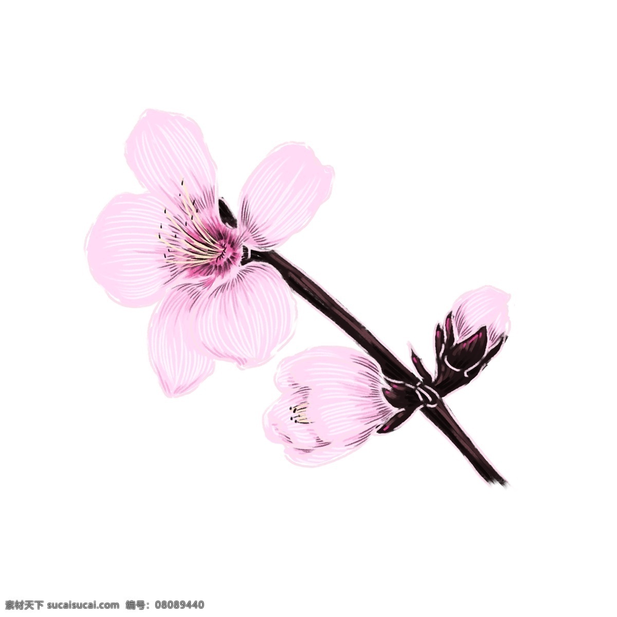 原创 手绘 春天 盛放 桃花 商用 元素 春季 春暖花开 鲜花 花朵 花瓣 春日 立春 初春 春分 春色 花 花苞 绿意