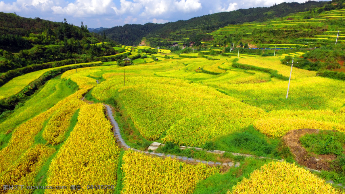 航拍稻田 航拍 田园 秋色 金秋时节 水稻 自然景观 田园风光