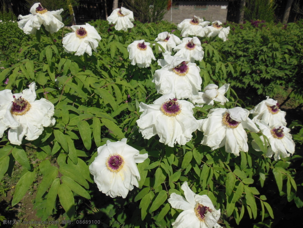 牡丹花 春天 高清图 花草 花开富贵 生物世界 姹紫嫣红 psd源文件