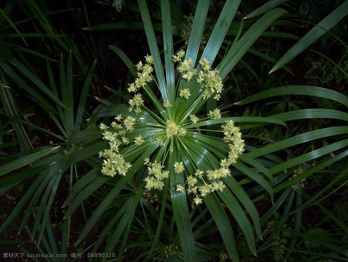 旱伞草 植物 生物世界 花草 摄影图库 230