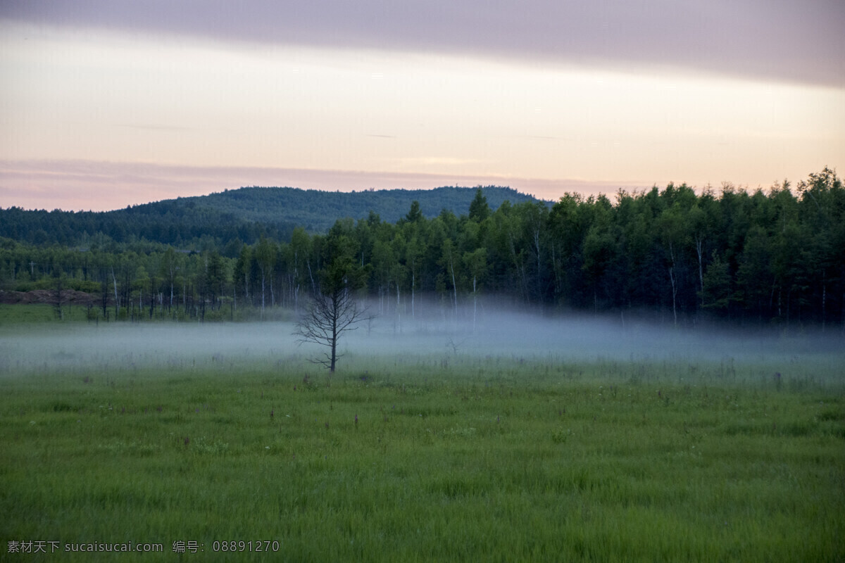 浓雾 笼罩 下 森林 雾气 草原 树木 自然景观 自然风景