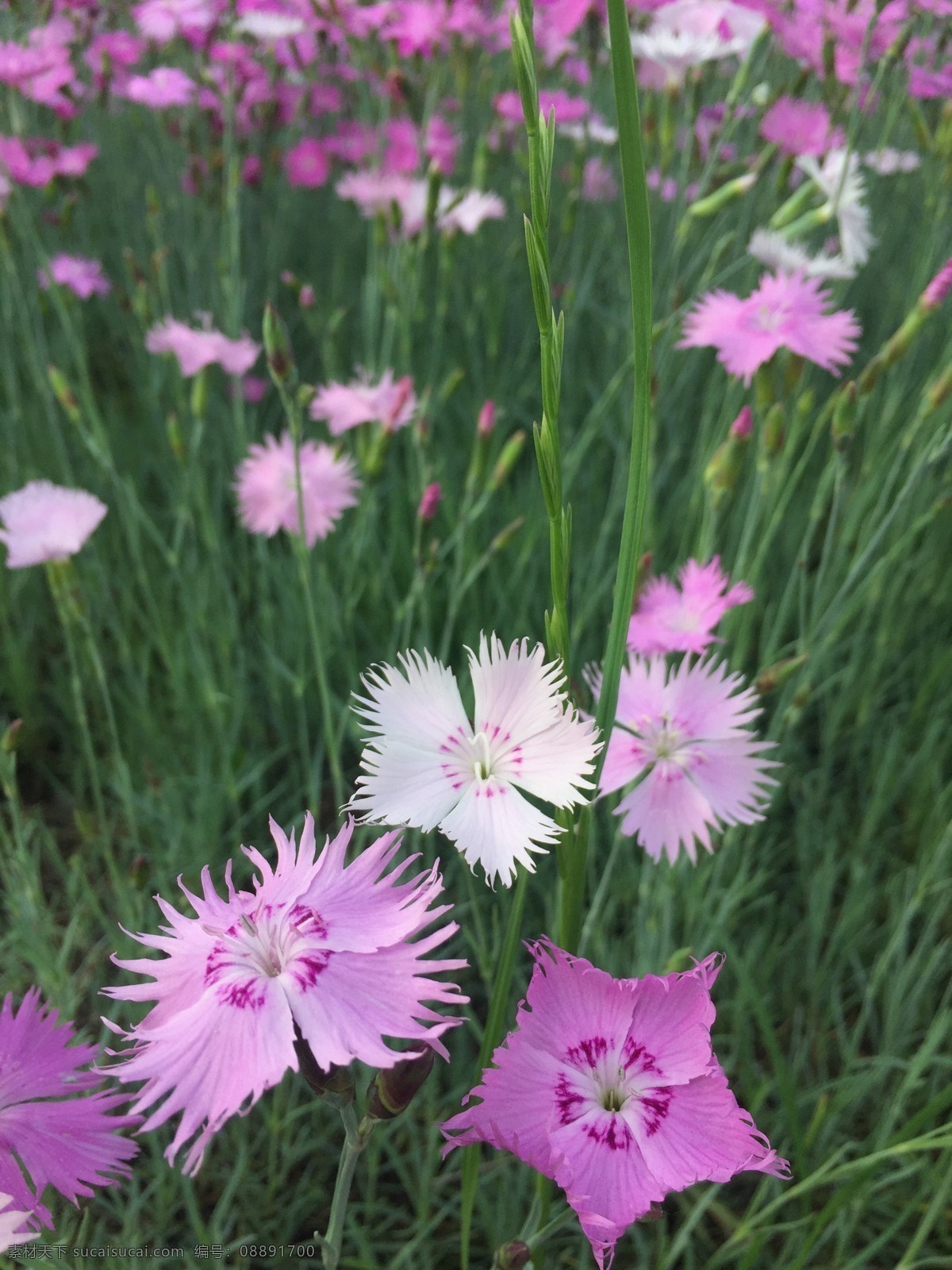 石竹 花 草坪 春天 鲜花