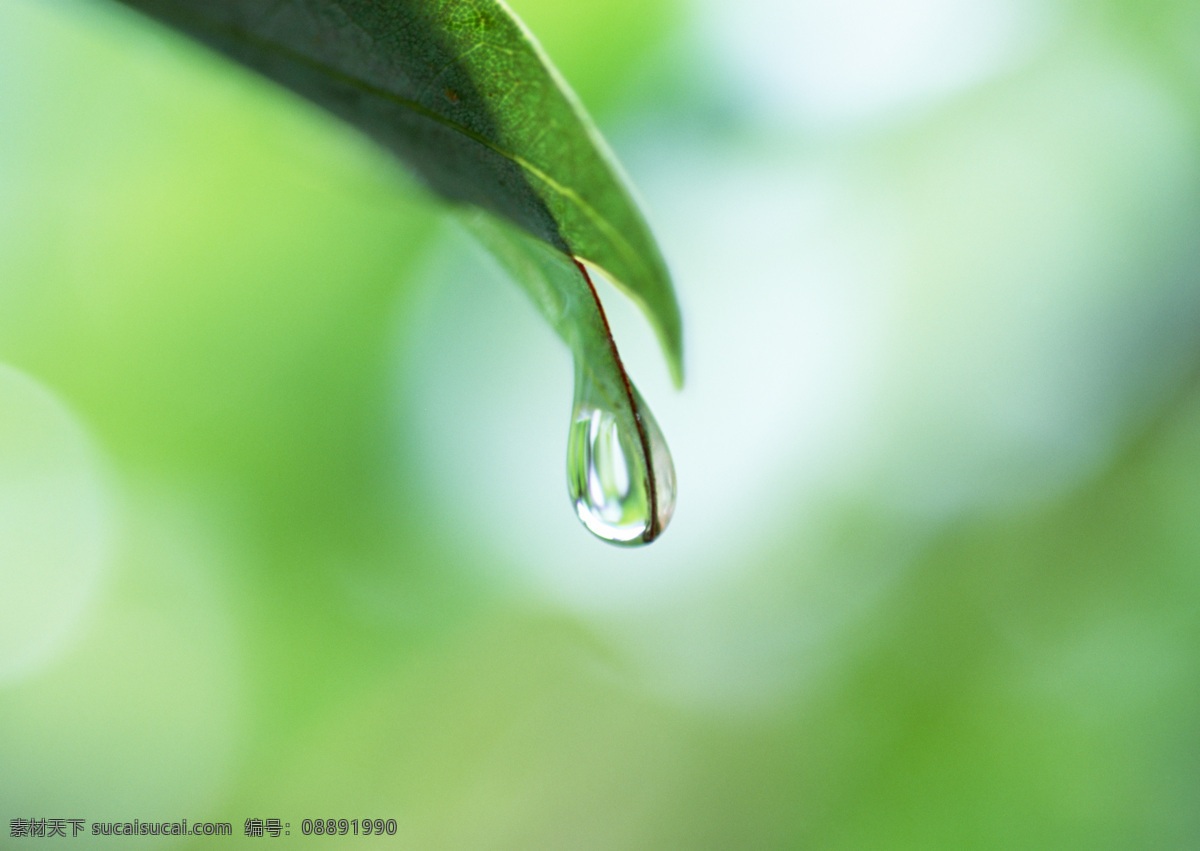 绿叶上的露珠 露珠 绿叶 水珠 水滴