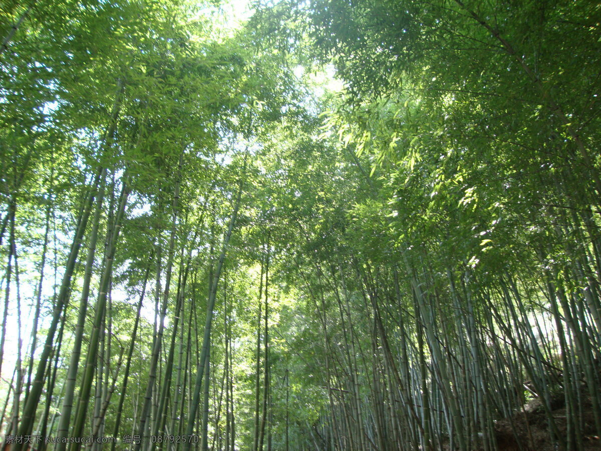 竹海 翠竹 绿竹 生物世界 树木树叶 竹子 矢量图 日常生活