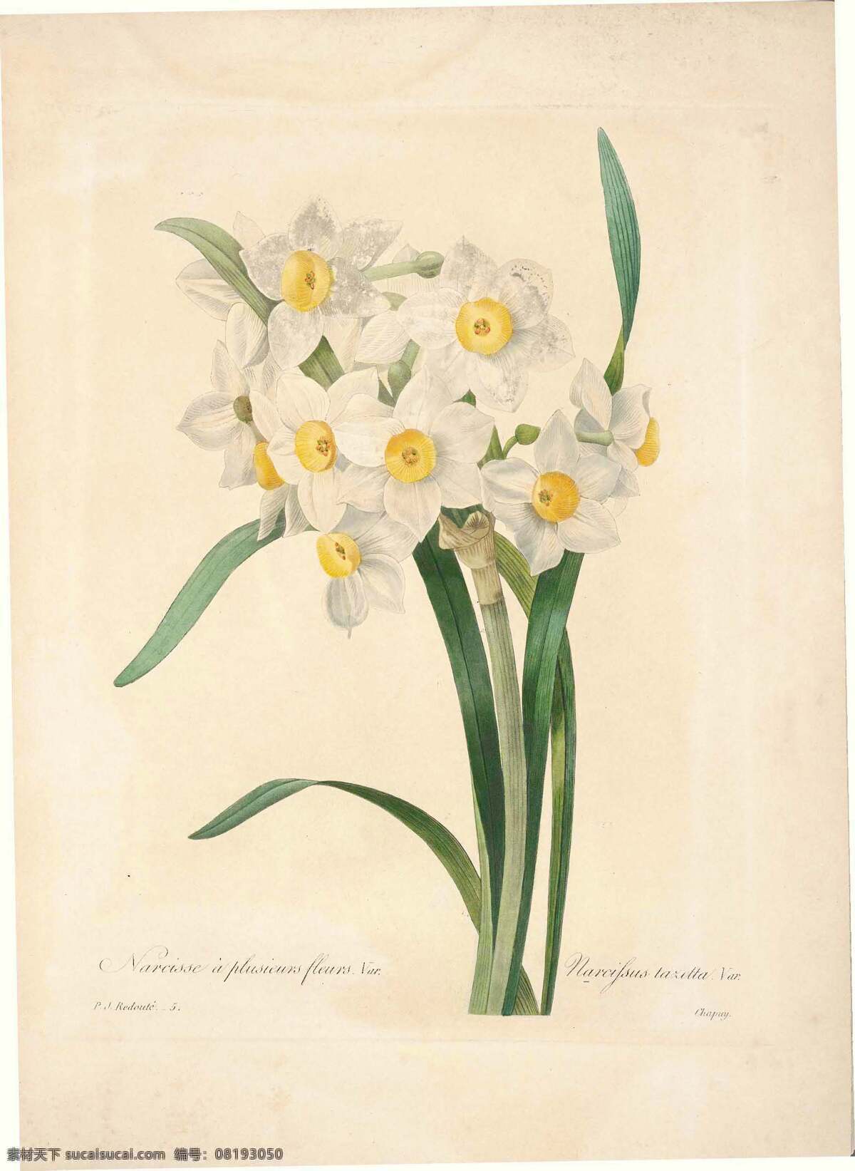 复古 手绘 白色 素雅 花卉 矢量 花朵 背景图片