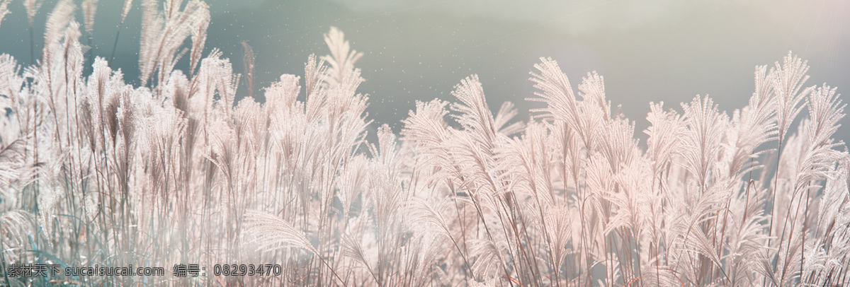 唯美 芦苇 海报 背景 灰色