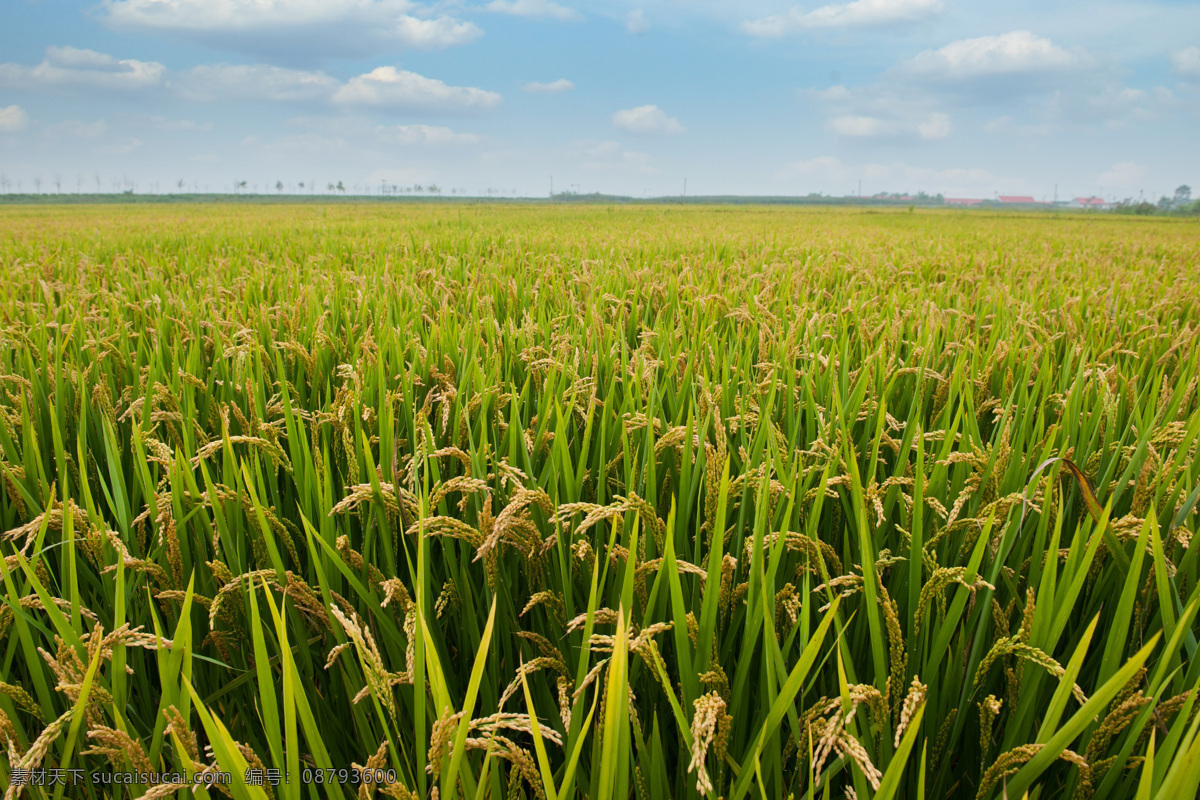 水稻 大米 粮食 秋季 收货 自然景观 田园风光