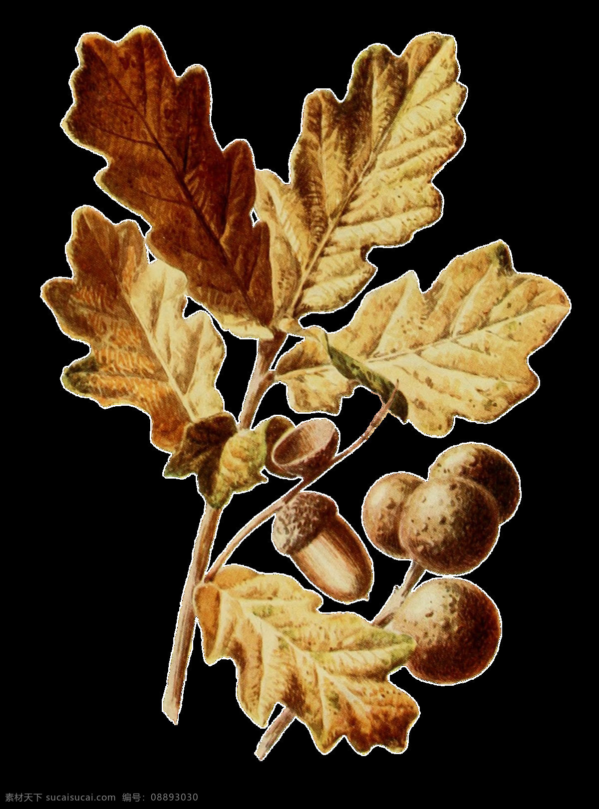 手绘 野果 树枝 透明 装饰 果实 免扣素材 树叶 透明素材 植物 装饰图片 棕色