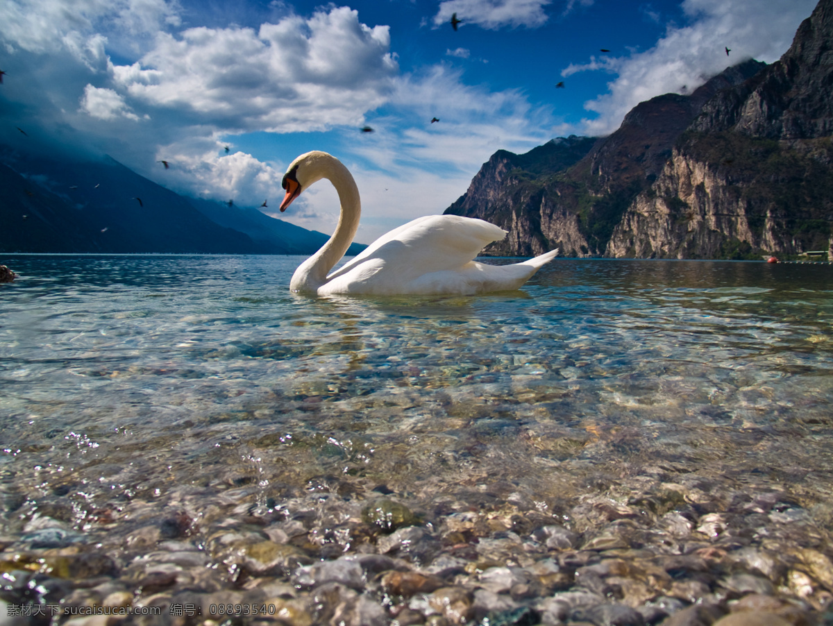 水面 上 白天鹅 动物 蓝天 白云 生物世界 野生动物