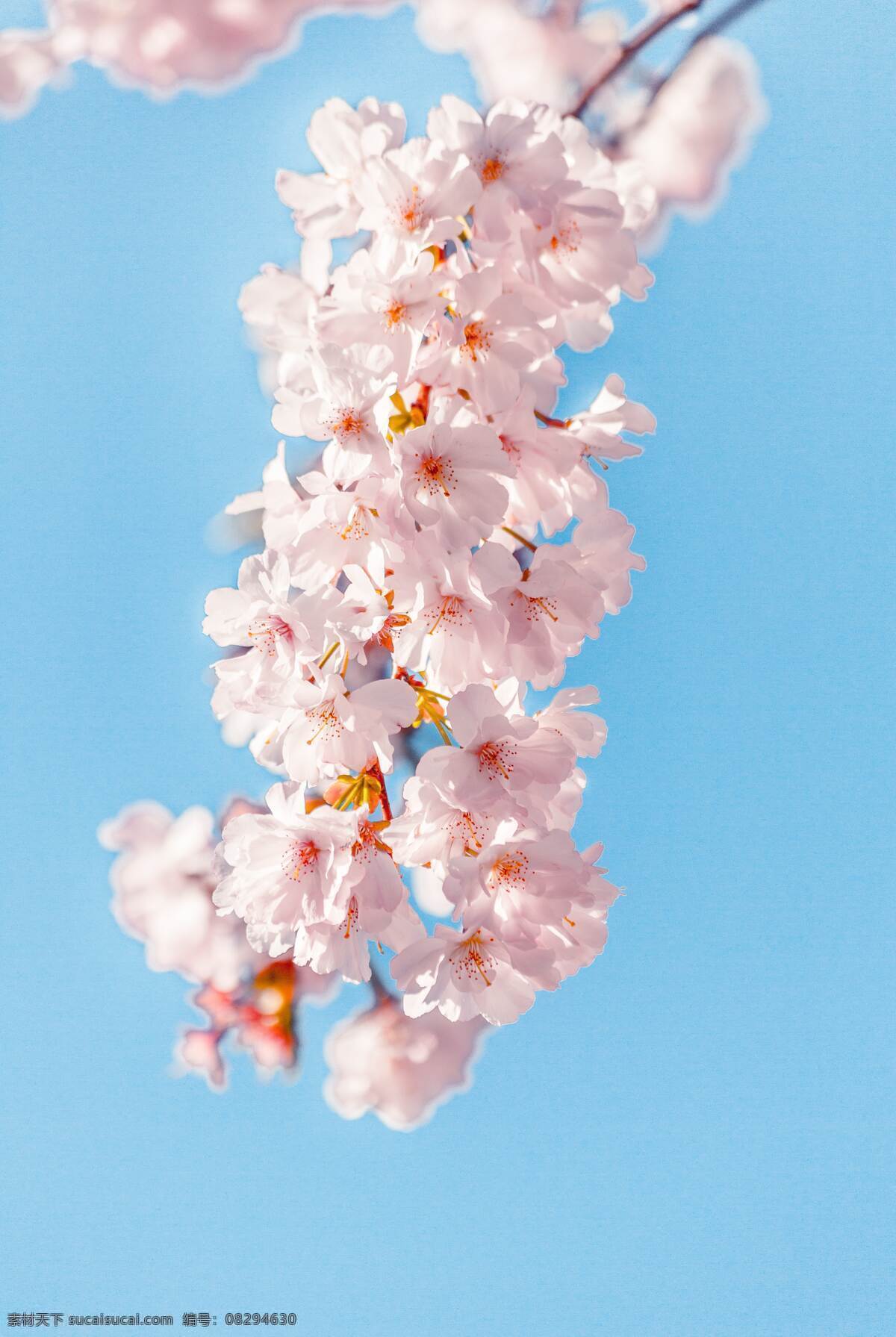 美丽的樱花 樱花 晚樱 日本樱花 漂亮的樱花 花卉 花语 花枝招展 生物世界 花草