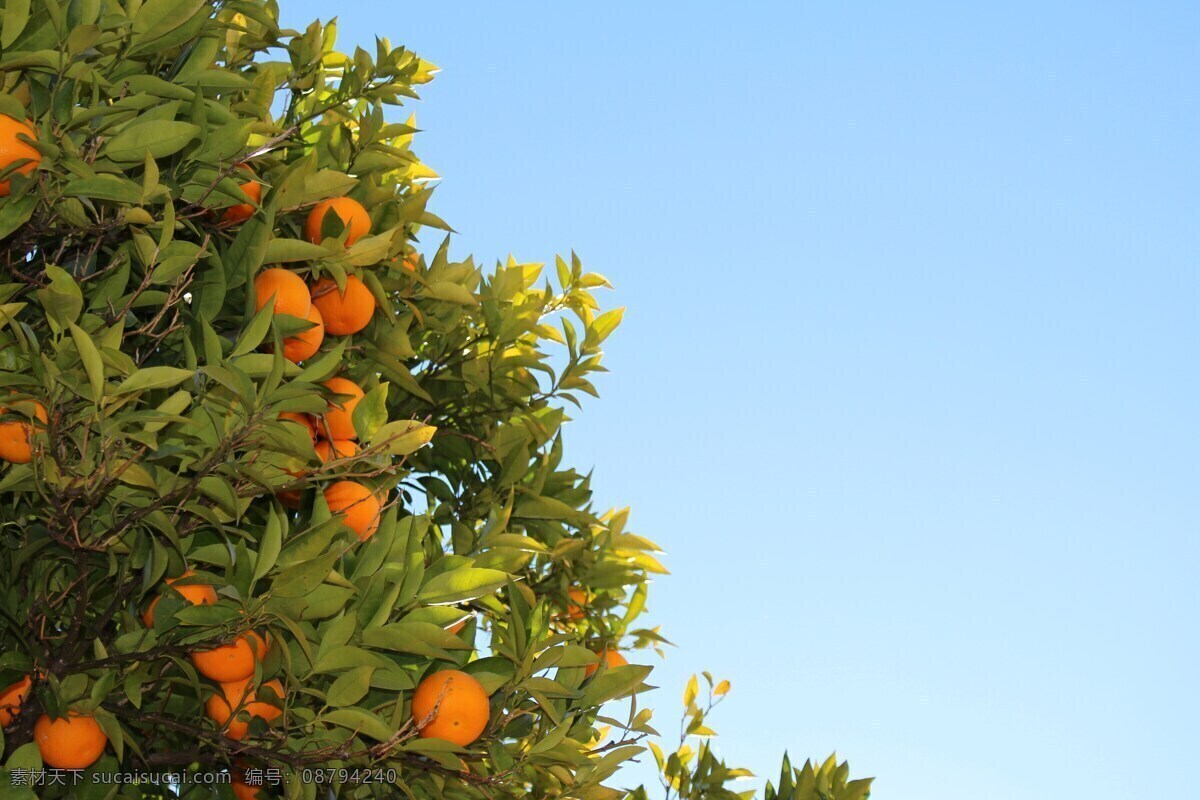 柑橘树 植物 水果 果树 桔子 生物世界