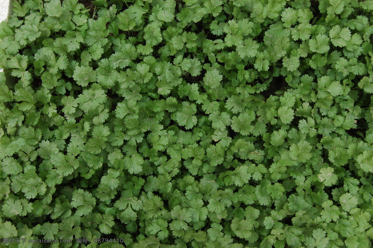 芹菜苗 芹菜 盆景 菜苗 微圃 绿意 蔬果集锦 生物世界 蔬菜