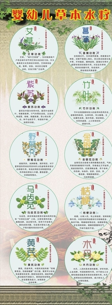 中草药 草本植物 展架 草药功效介绍 易拉宝 海报