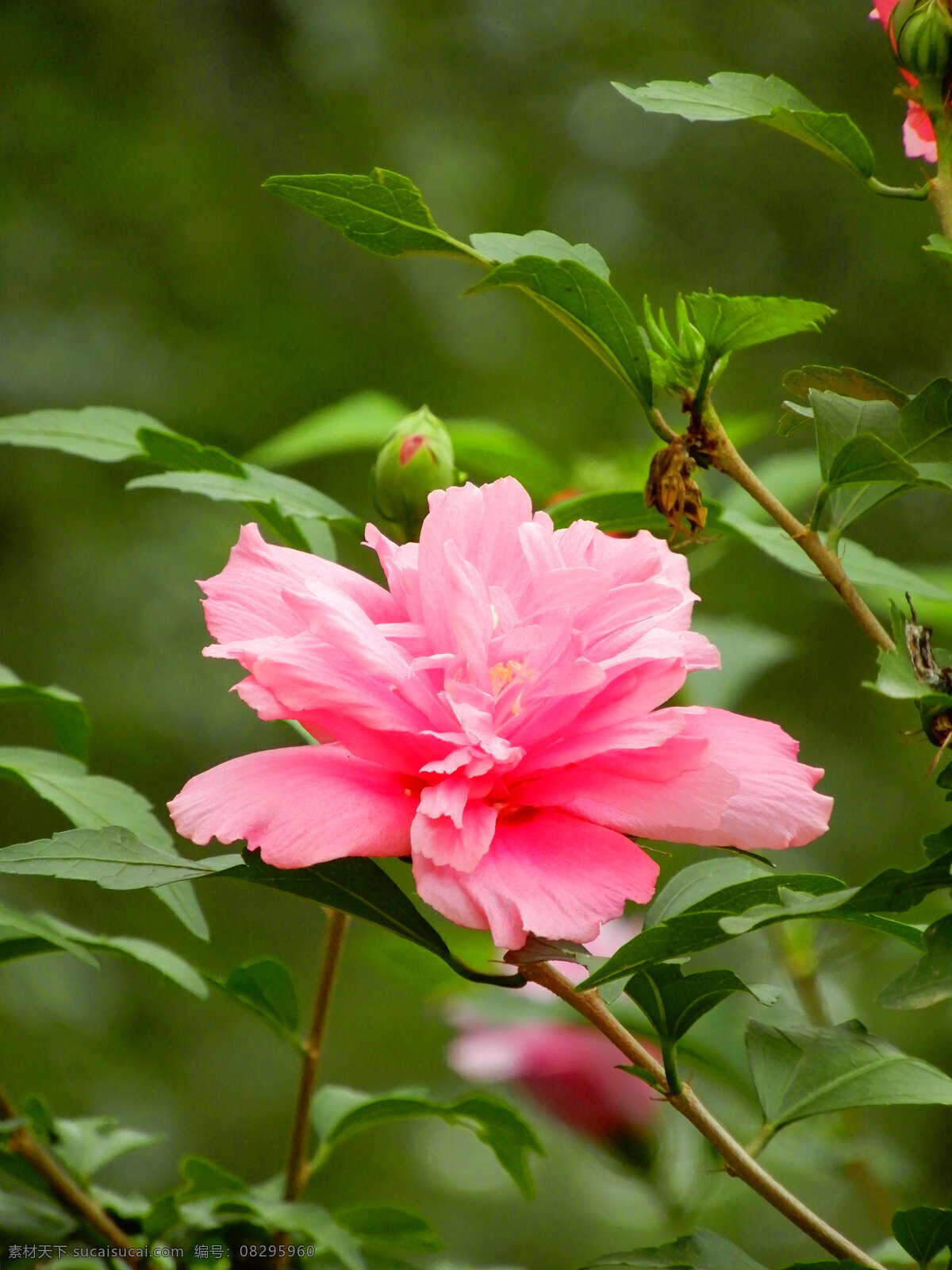 木槿花 花朵 花瓣 盛开 鲜花 粉色 绿叶 叶子 生物世界 花草