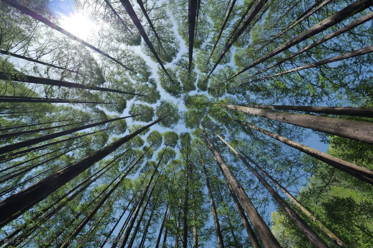 松林里的光线 云南 松林 松林背景 树林 阳光 射线 光线 秋天 树木 大树 丛林 松树林 太阳光线 阳光穿透森林 阳光穿过森林 阳光穿过树林 树林里的阳光 背景 高清 森林 竹林 竹子 生物世界 树木树叶