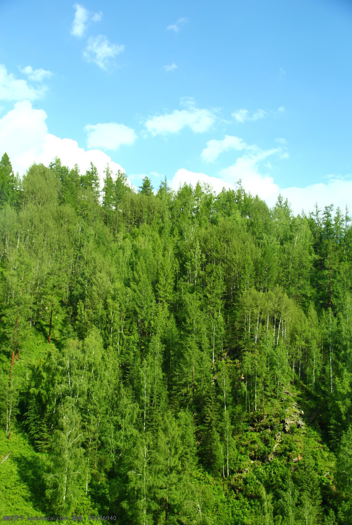 原始森林 喀纳斯 蓝天 白云 草地 山脉 森林 蓝天白云 绿地 绿色 美丽新疆 国内旅游 旅游摄影