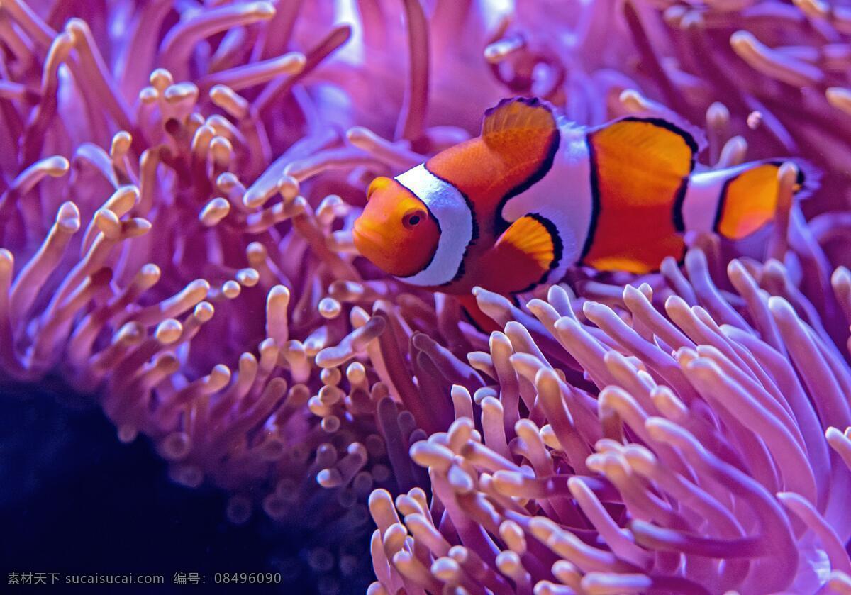 小丑鱼 背心小丑 尼莫 海葵 共生鱼 海洋生物 延时摄影 生物世界