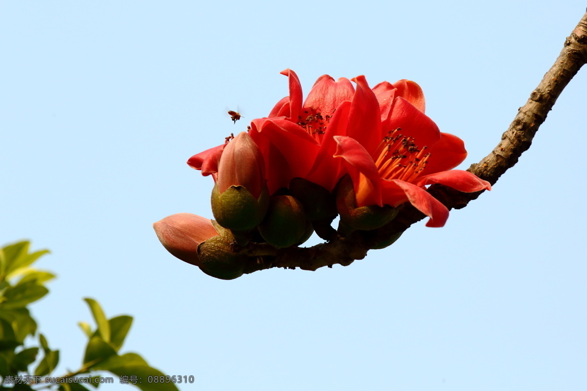 木棉花