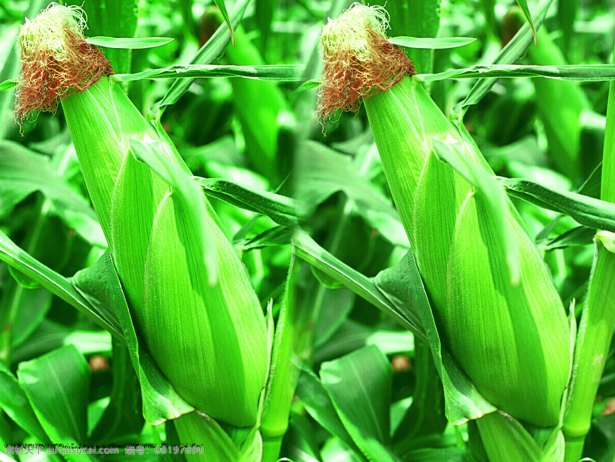 玉米地 玉米 田野 粮食 作物 庄稼 玉米制种照 自然景观 田园风光 摄影图库