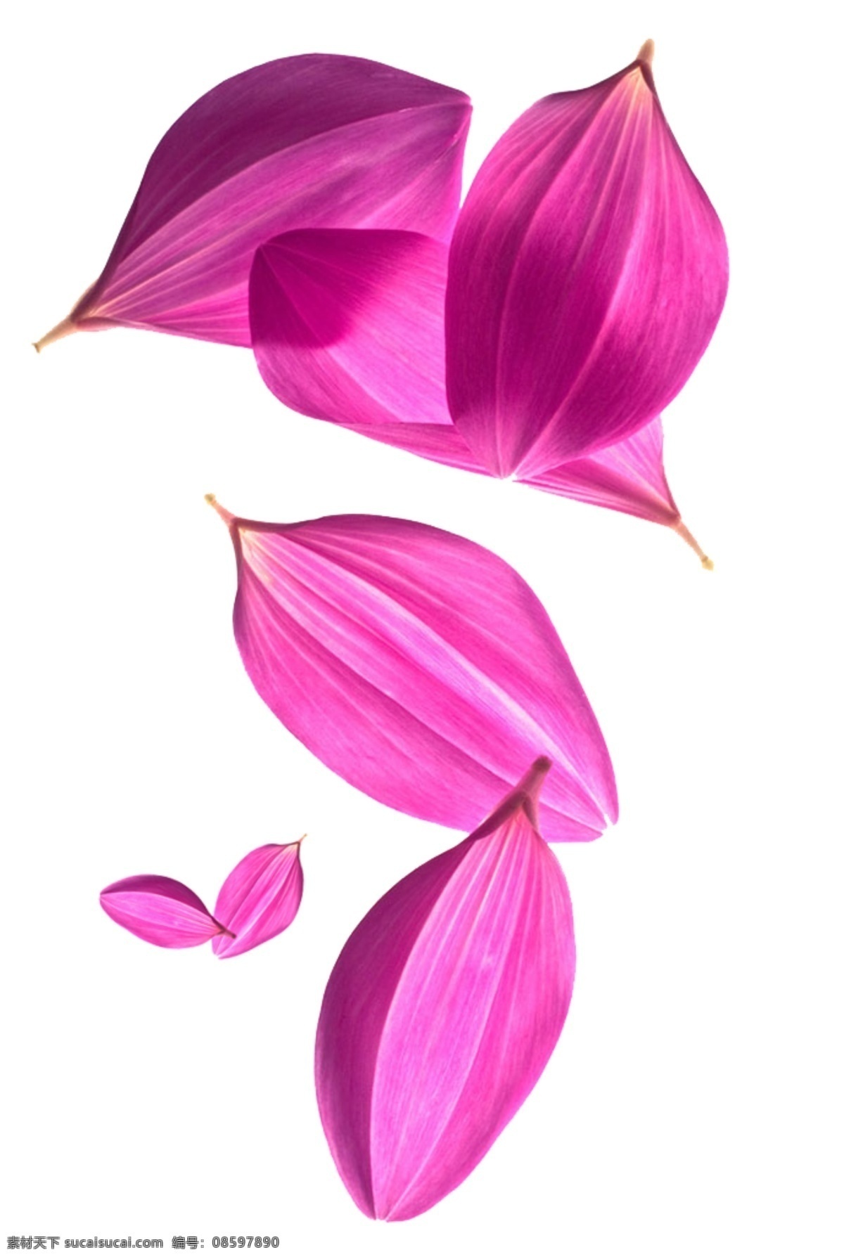 粉色花瓣元素 粉色 花瓣 清新元素 白色