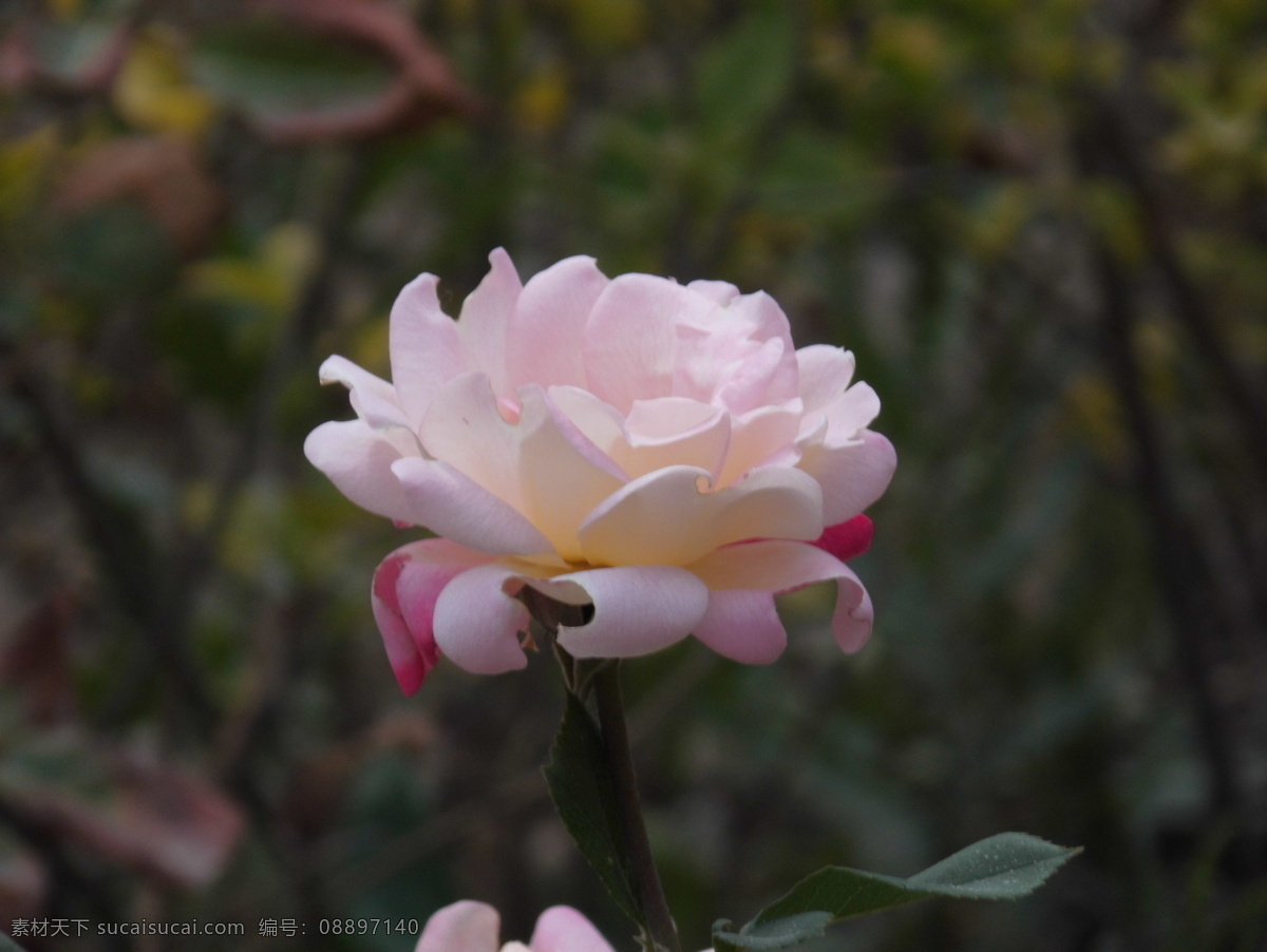 春天的花 春天花卉 大花朵 花瓣 花草 花朵 生物世界 月季 月季花 月季花特写 psd源文件