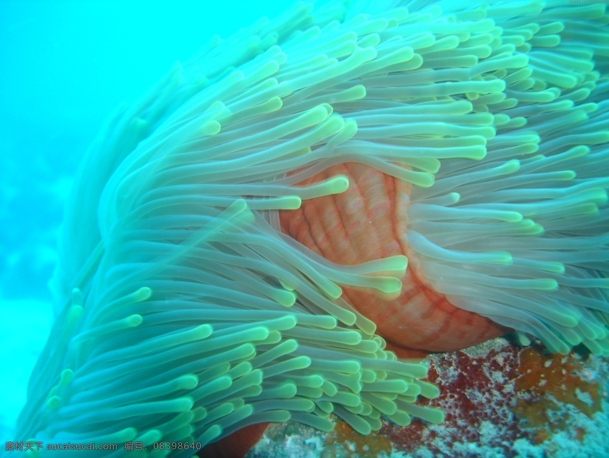 唯美 海洋生物 高清 海底 海洋 生物 水生物