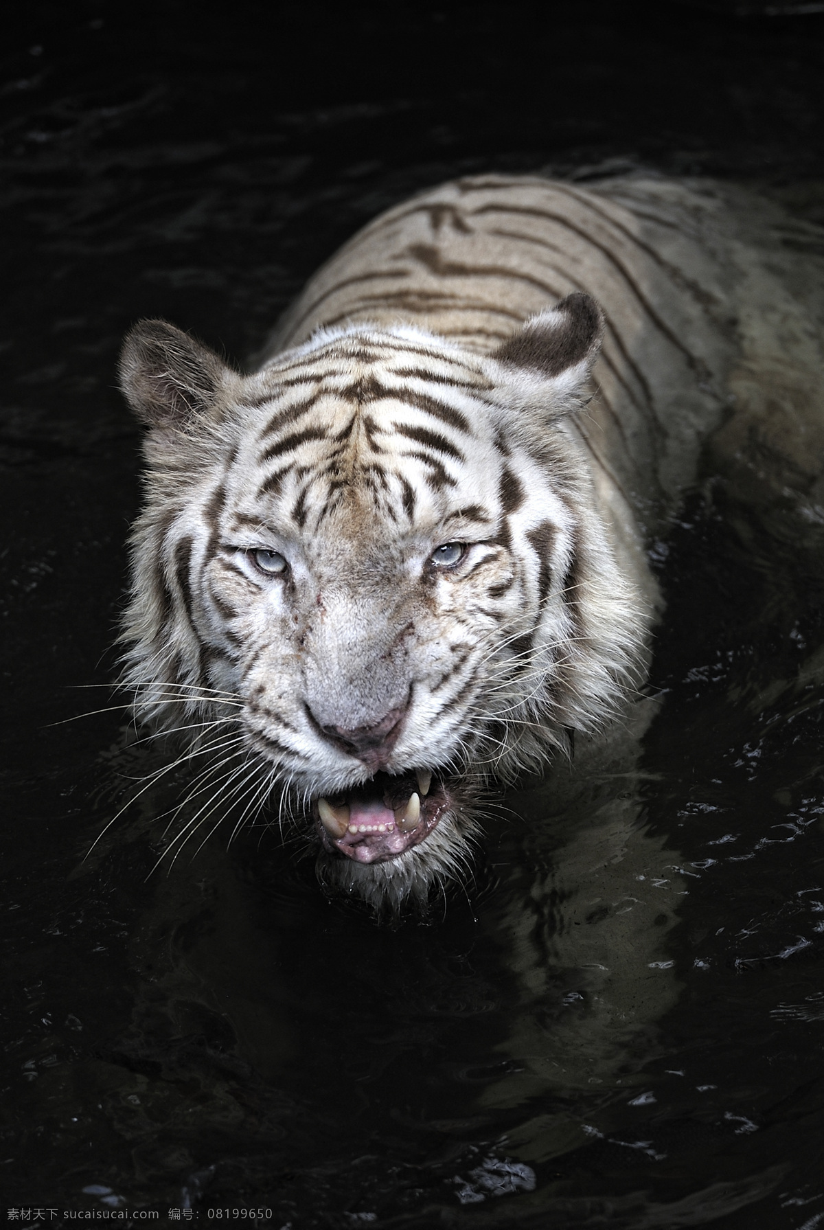 老虎 野生动物 高清 动物摄影 生物世界