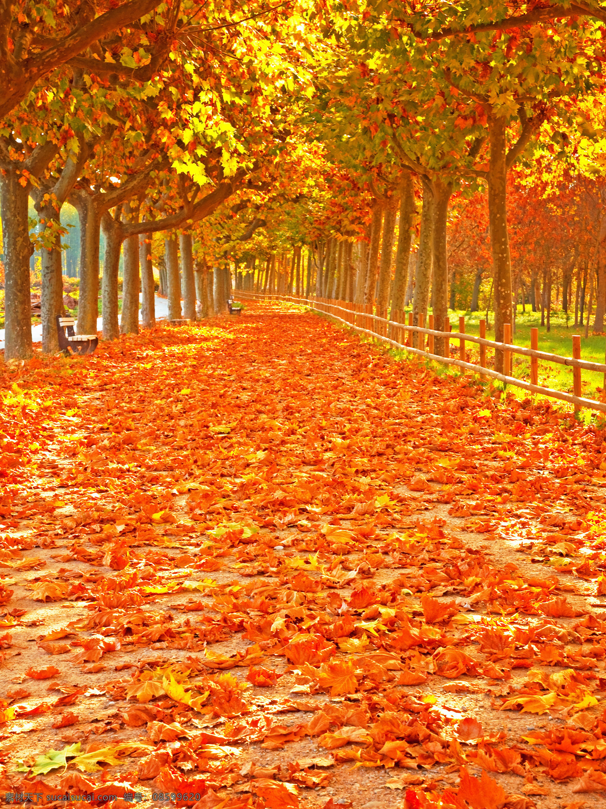 秋季 梧桐树 风景图片 道路 红色 落叶 树木