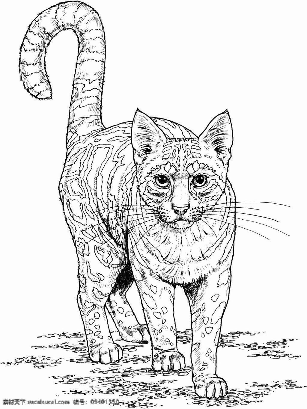猫科动物素描 动物手绘画 设计素材 动物专辑 素描速写 书画美术 白色
