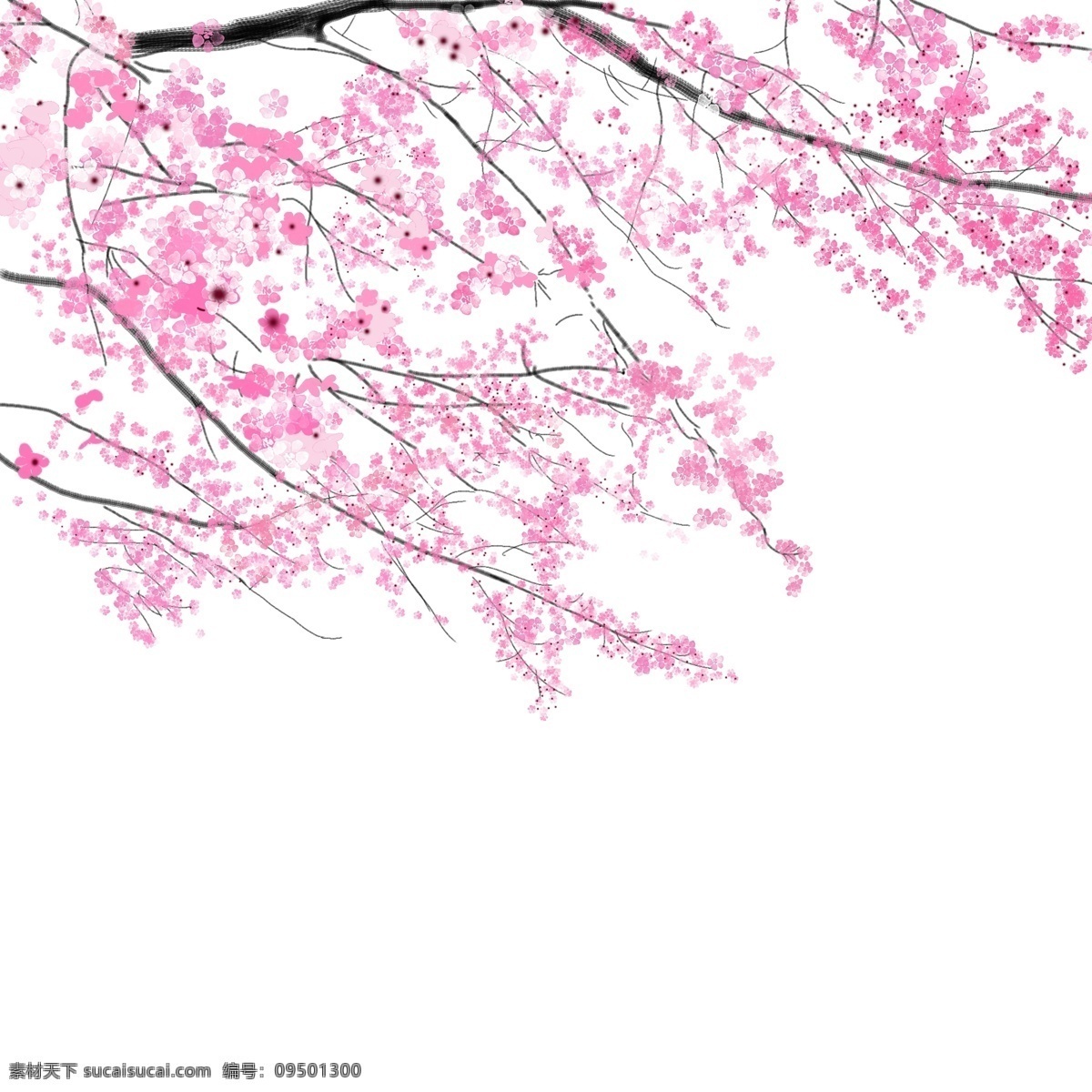 樱花 树枝 粉色 浪漫 元素 花边