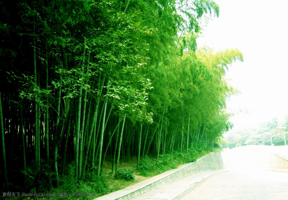 小路 小路小径 竹林 竹林风景图片 竹林深处 深处 婚纱 模板 竹林树林 竹林听雨 竹林图片 自然 竹林品苕 竹林深处图片 竹林的图片 竹林小路 自然风景 自然景观 自然风光 自然风景图片 自然堂 自然景色 自然月 自然景物 风景 生活 旅游餐饮