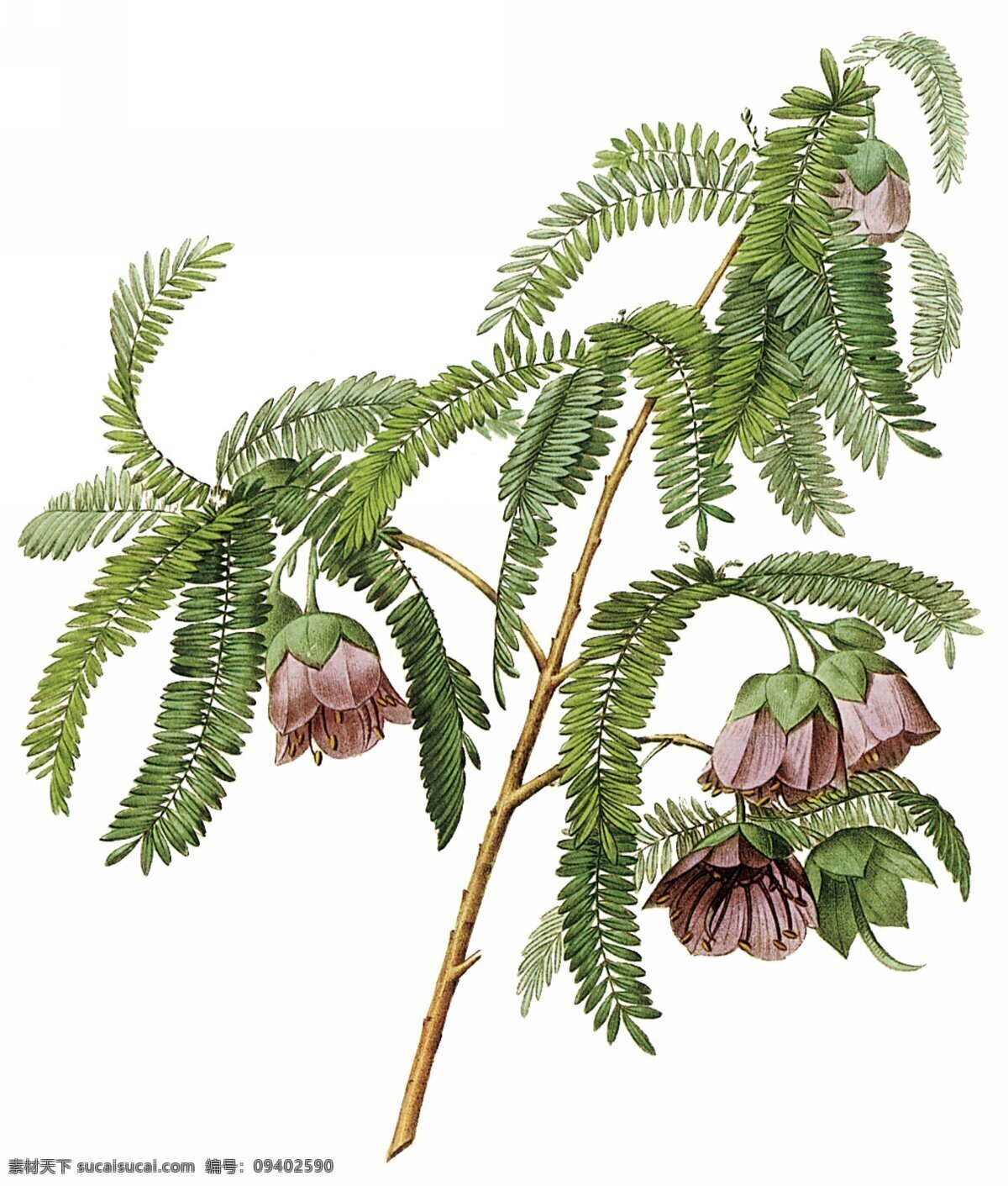 含羞草 手绘害羞草 绿色植物 植物 手绘 文化艺术 绘画书法