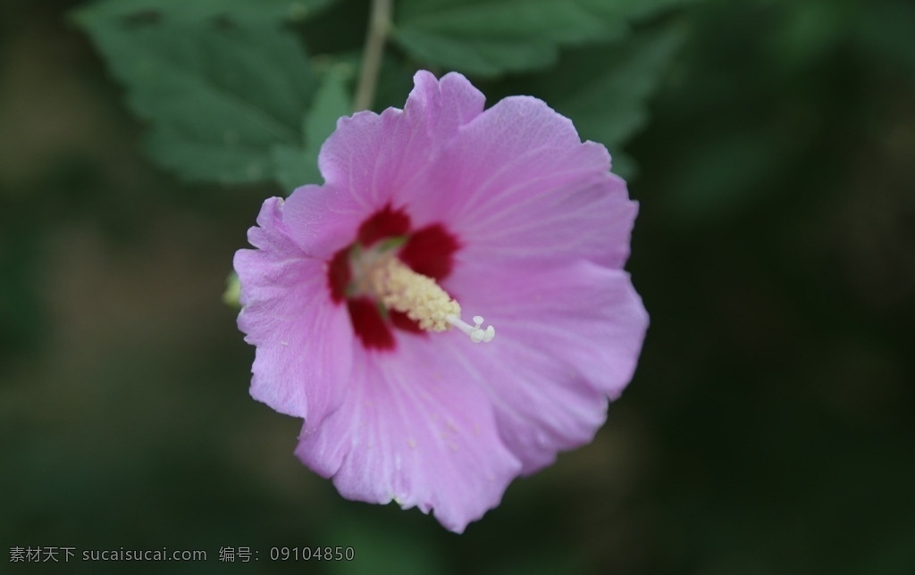 木槿 无穷花 花卉 花儿 花草 植物 园林绿化 绿化景观 装饰画 木槿木槿花 生物世界