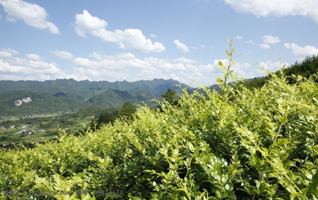 茶园风景 绿色 茶园 茶场 茶树 茶叶 农业 种植 山岭 山地 植物 茶 茶业 茶园风光 自然风景 自然景观 田园风光