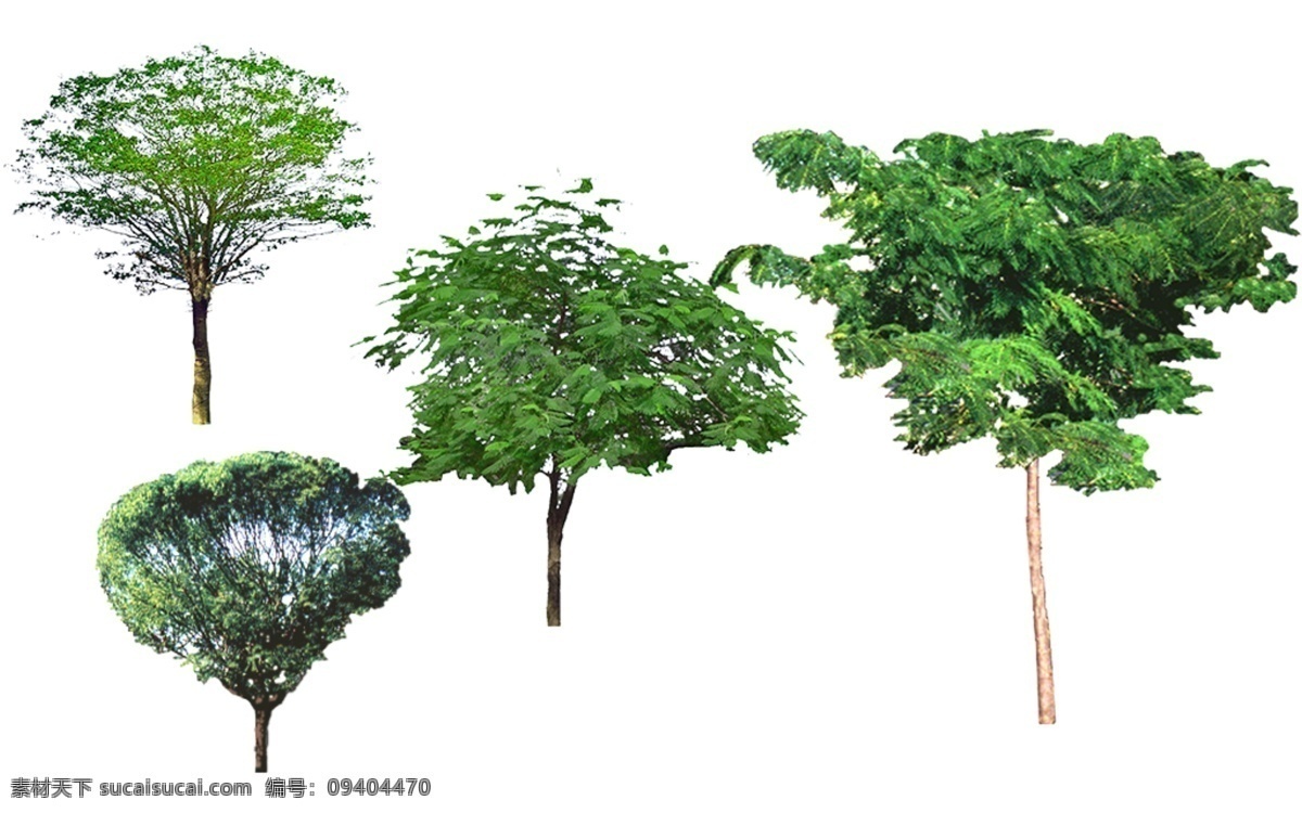 旱柳 合欢 3d 室外 效果图 环境 绿植 树木 单株