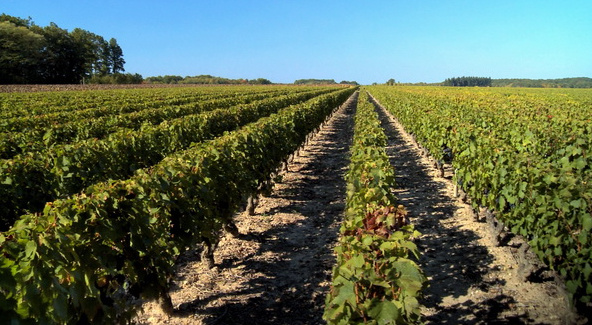 葡萄 庄园 葡萄庄园 成排的葡萄 酿酒 葡萄园 视频 动态 特效 背景