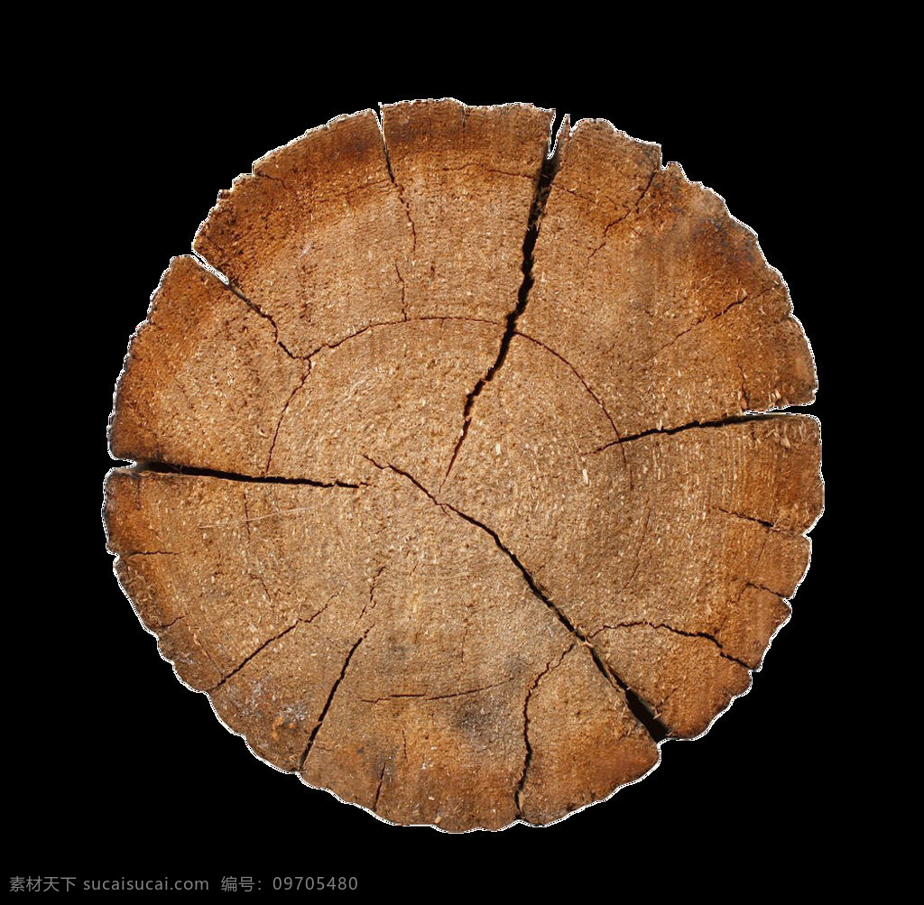 树木 底部 切片 合集 几何 元素 装饰 形状 木纹 剖面 木头 价值