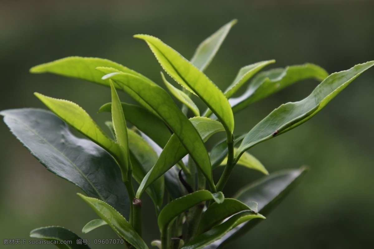 凤凰单枞茶 茶树 蜜兰 蜜兰香 凤凰单丛茶 凤凰茶 潮州茶 茶树品种 凤凰 单 枞 茶 品种 树木树叶 生物世界