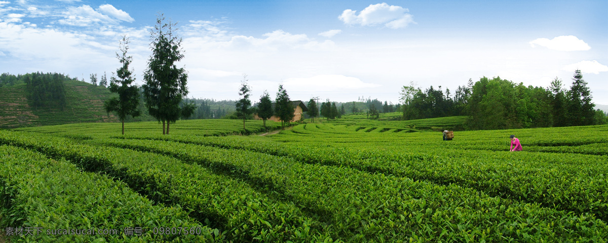 茶园 风景图片 茶 茶园风景 茶园图片 设计图库 茶园风景图片 园 御茶园 左芳茶园 风景 生活 旅游餐饮